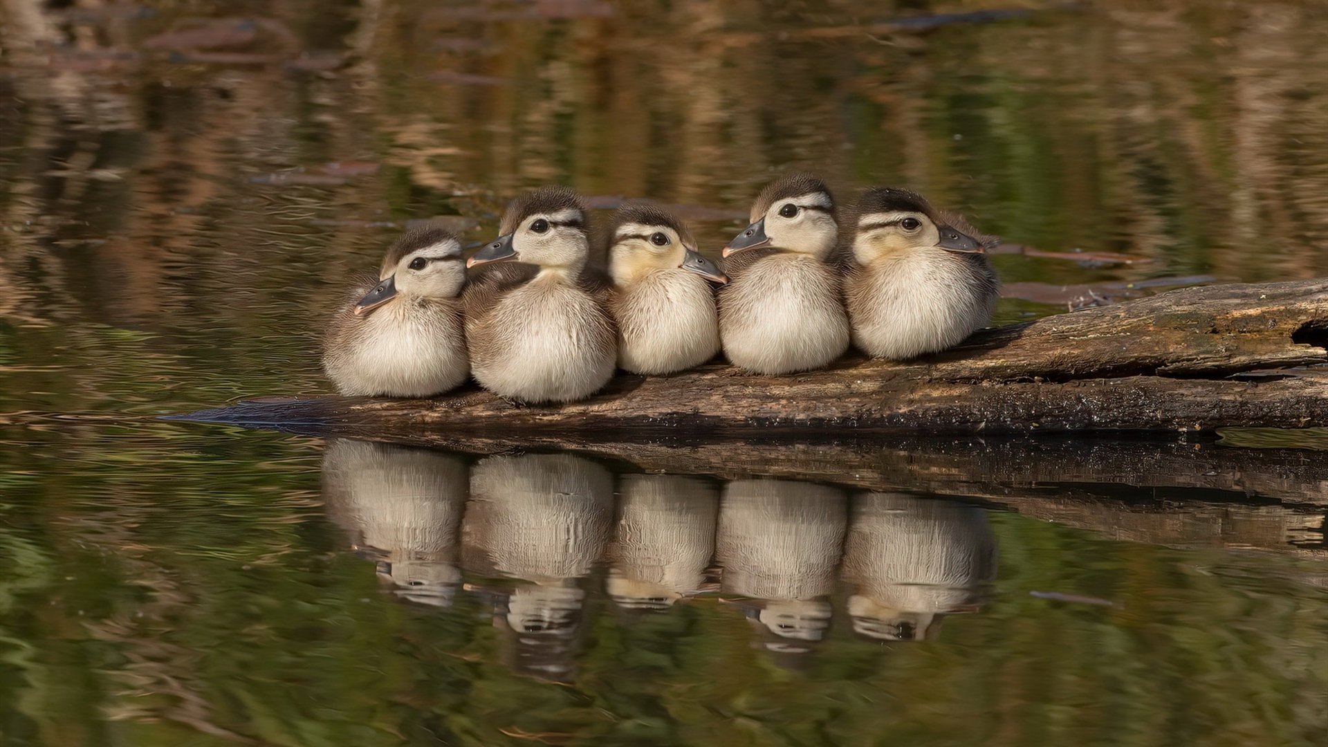 狂胜骑士！范弗利特化身关键先生，凯尔特人用一场大胜宣告东部新王当立？